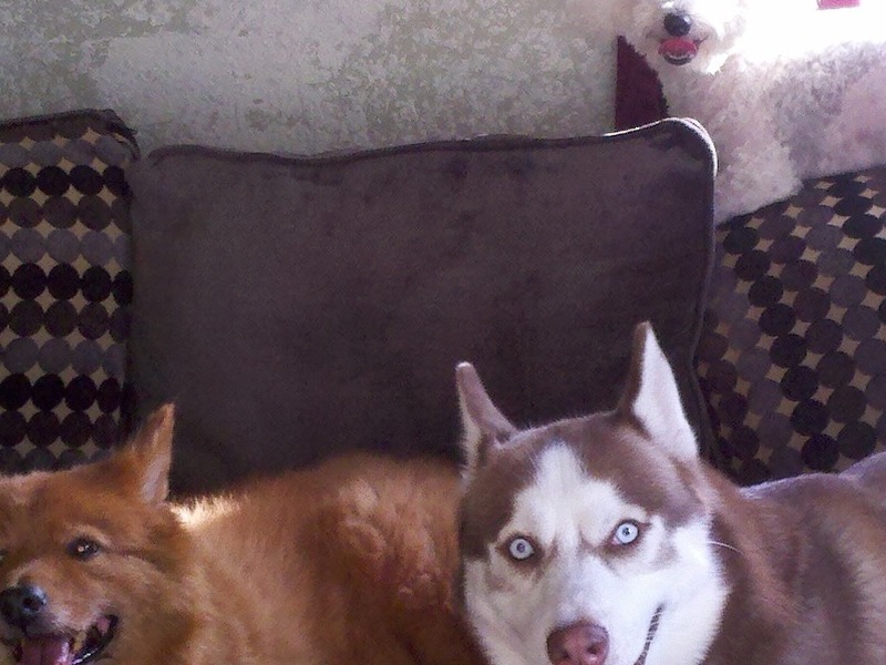 Toby, Memphis and Winston