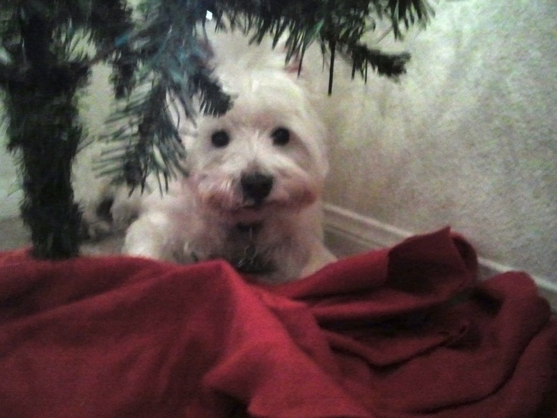 Under the tree-his fave spot this year