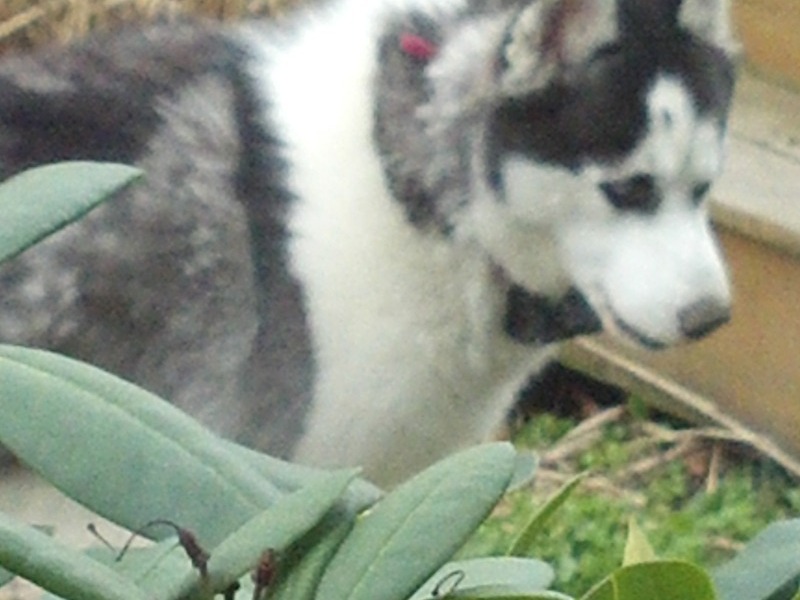 Jack thinking about getting in the pond