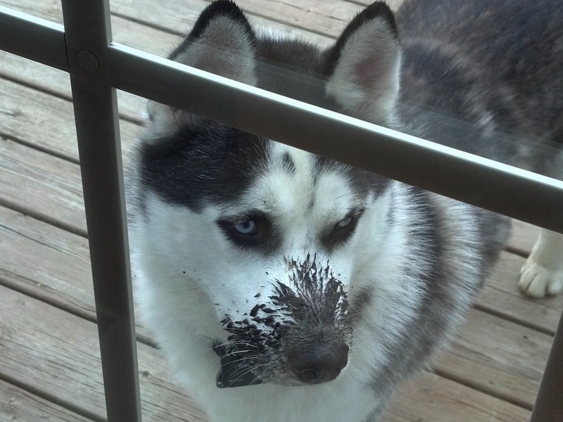 Jack after he got in the pond