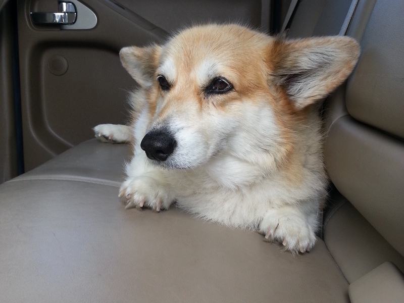 She always loved rides in the truck.