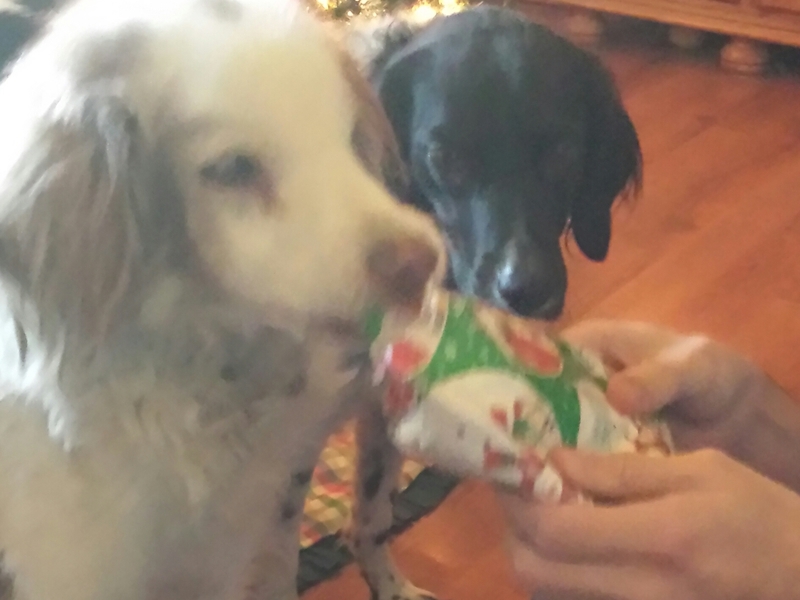 Opening a Christmas gift with Shadow supervising