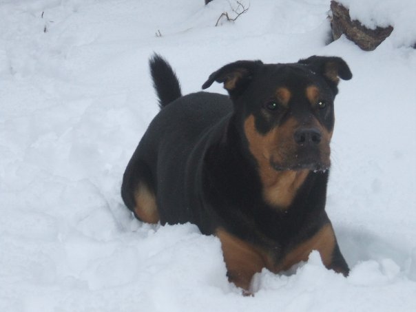 Loved snow,chasing snowballs!