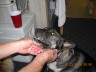 Sweet Thumper