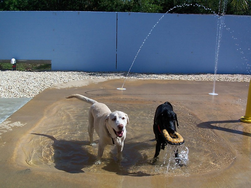 Toby and Bosco at the spray park