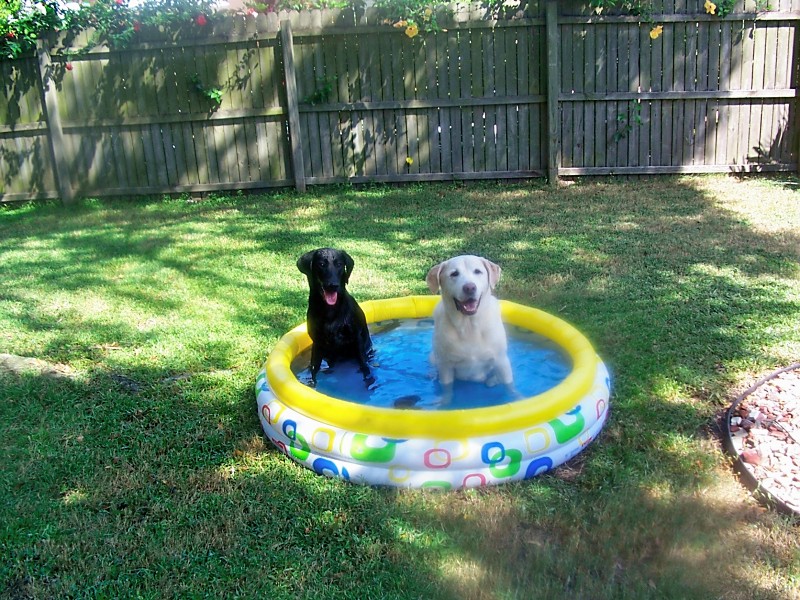 Toby and Bosco playing in their pool
