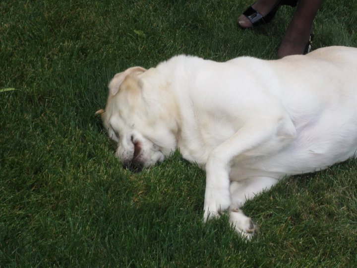 I like to rub my face in the grass 