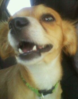 On our way to the doggy beach in SF!