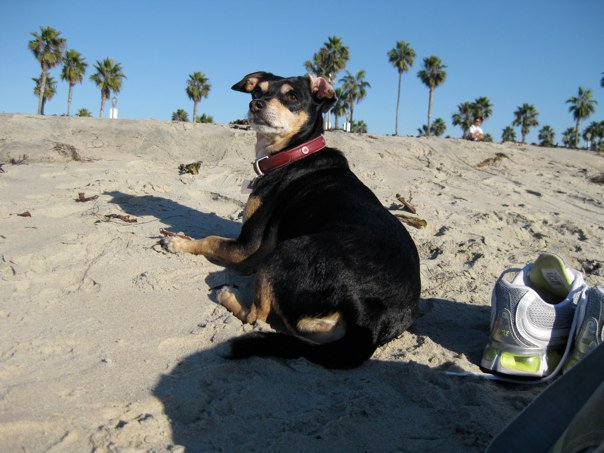 at the beach in san diego