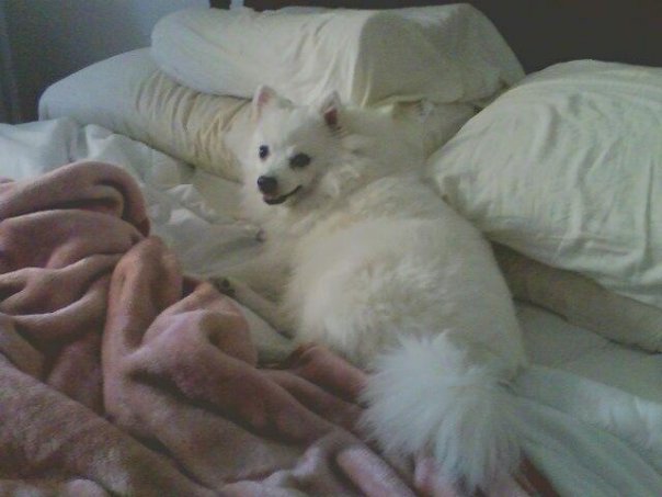 Princess loved to sleep on my bed on top of 2 pillows~Princess and the Pea  :)