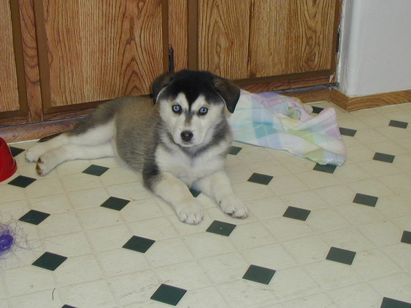 Star the day I got her Nov 2004