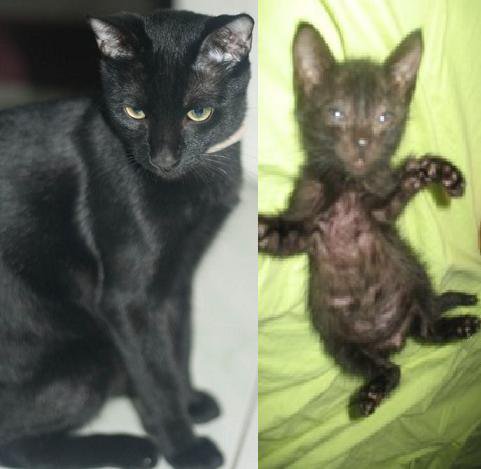 River @ 7 months (left); 3 days after I adopted him