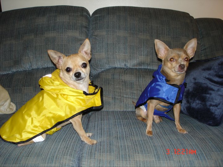 Bell n Taco