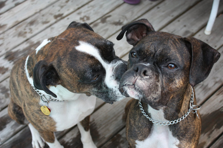 Max on the left with his sister, our girl Grace