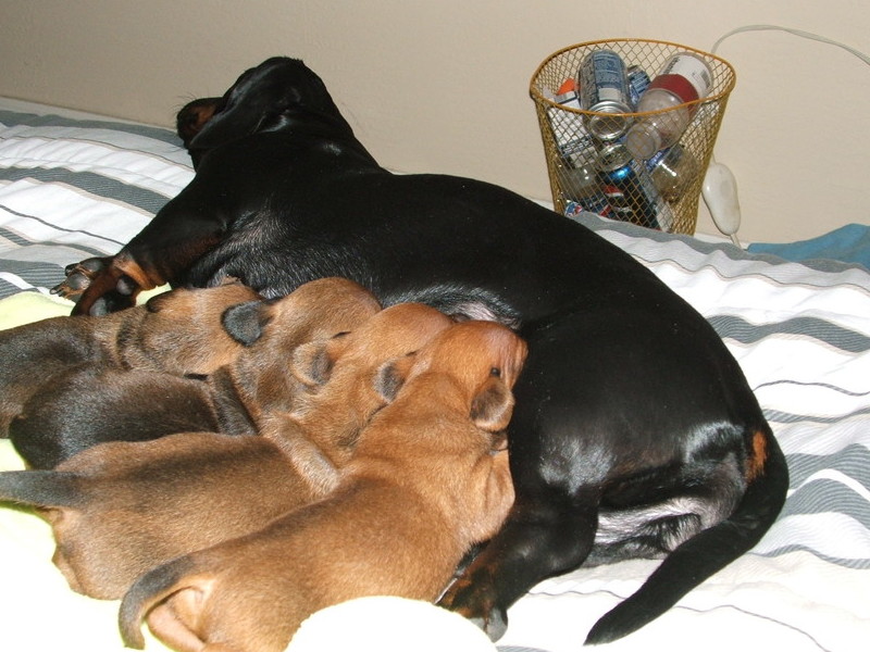 puppy and last litter she had in june 2009