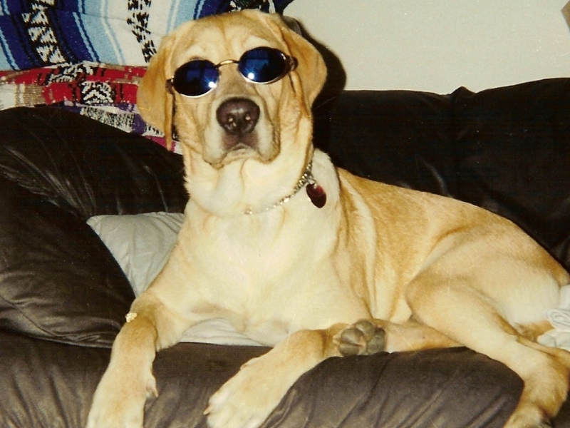 The coolest dog ever!