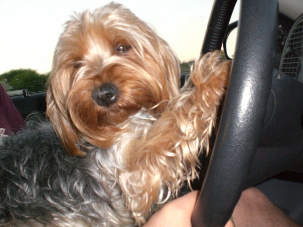 Cooper driving