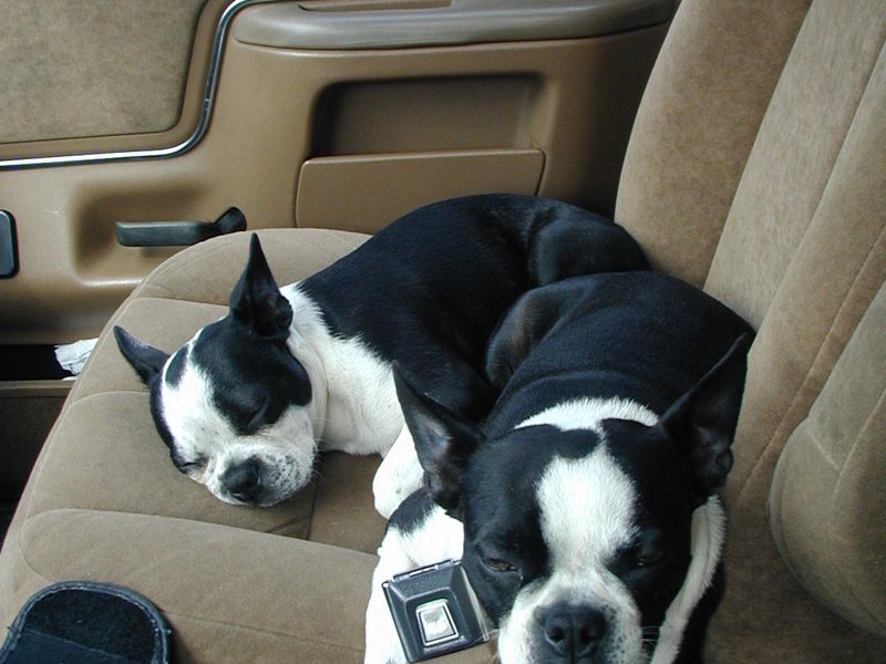 Lily with Bandit other dog