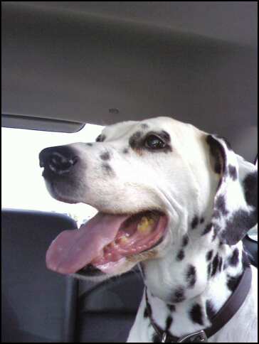 She loved to go for rides in the car