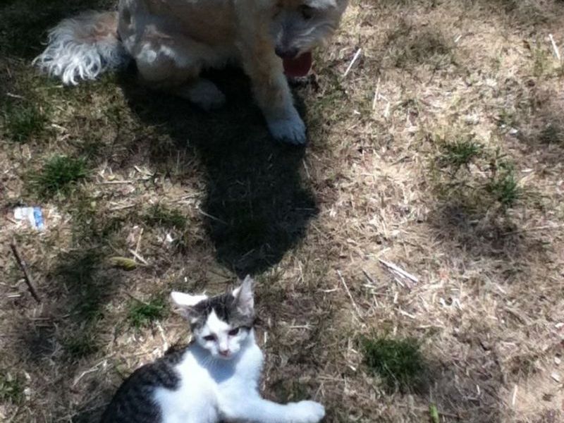 Harley and his best bud Kaner-also in Heaven