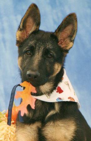 puppy,her idea with the leaf!