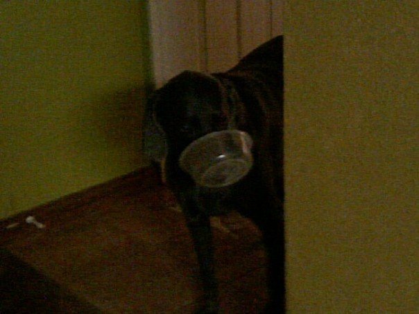 Ah, no treats in this bowl...