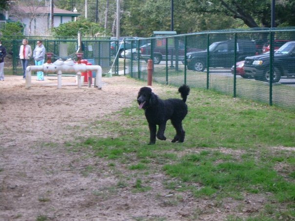 Gordon at the dog park. He had a really good time that day playing with Wendy and Ted
