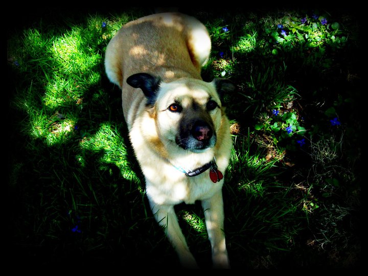 Miss Dixie Marie