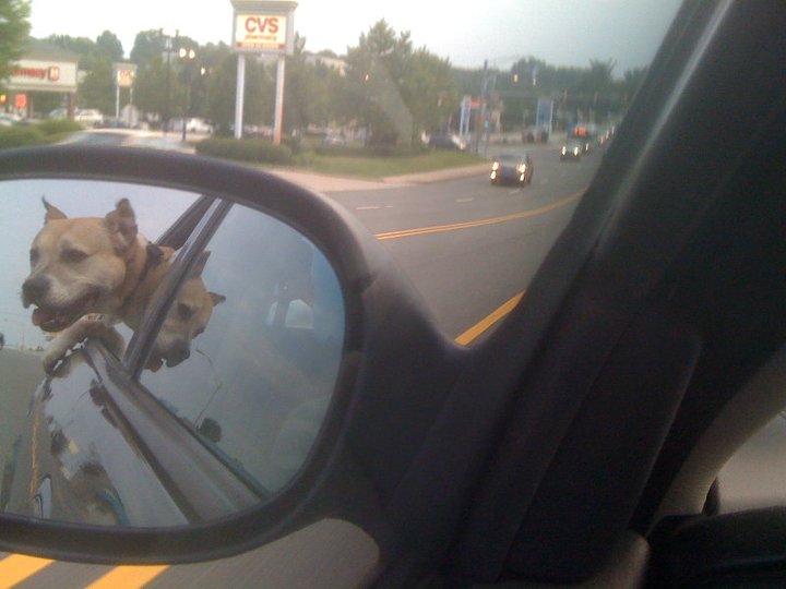Enjoying the car ride