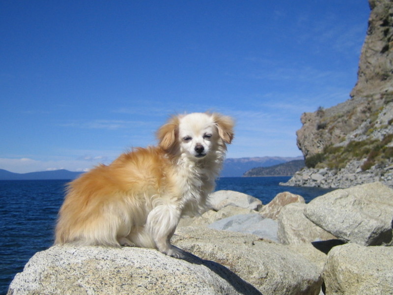 This was Sable's favorite vacation spot - Tahoe