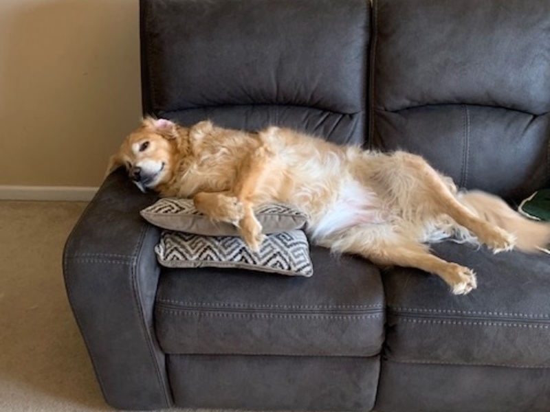 Lounging on the couch. 