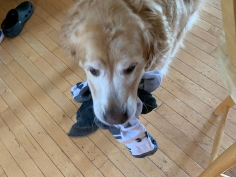 Socks! Her favorite things to steal!