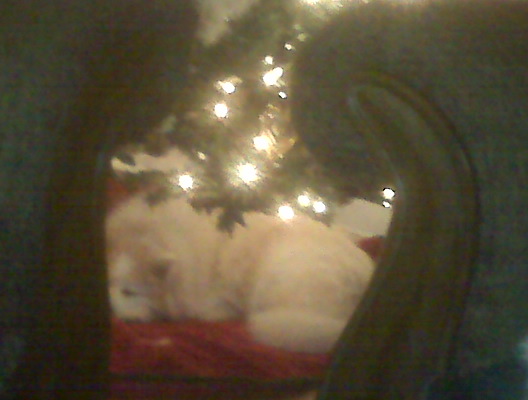 She loved to sleep under the Christmas Tree