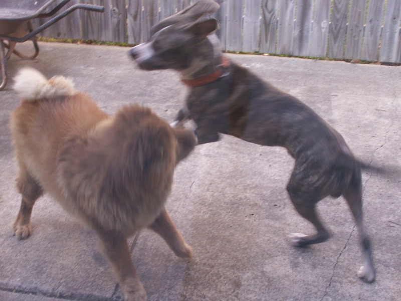 Playing with his buddy, Scoobie