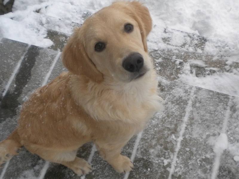 Aggie's first snow, not quite sure what to think of it. 