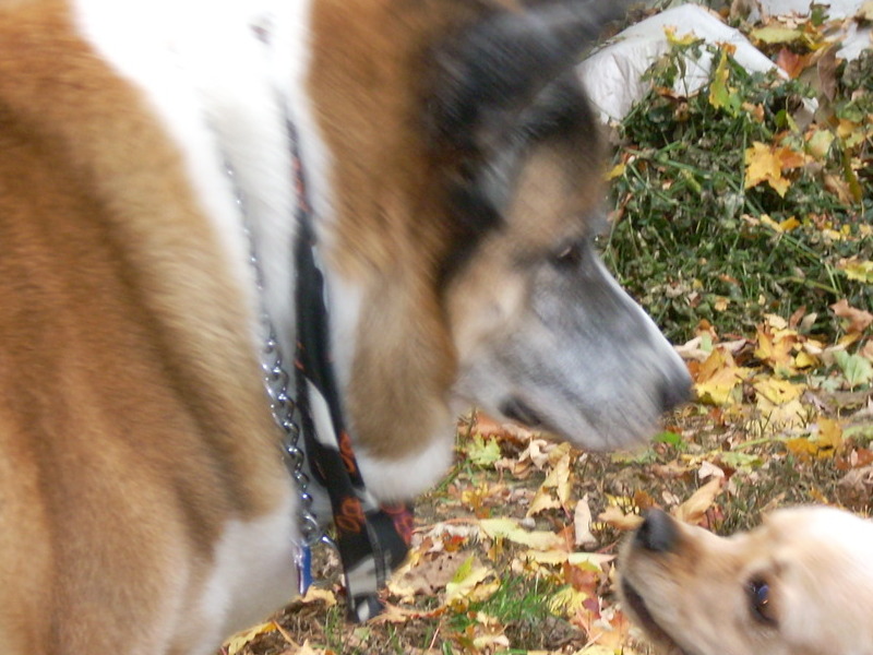 My Chew could get along w/anyone!!