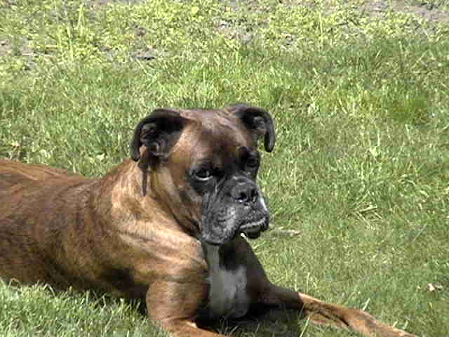 My big awsome boy, my first Boxer love!