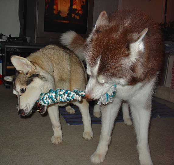 Playing tug-of-war with Indy