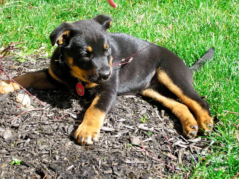 munching away on a stick