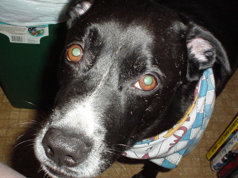 Oreo wears one of his many bandanas