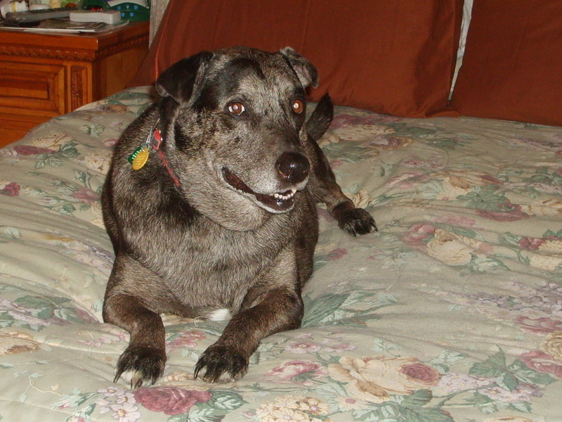 photo captionBUSTED ON MOMS BED, BY THE WAY DO YOU HAVE ANY TREATS!