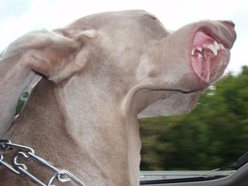 sunroof Fritz