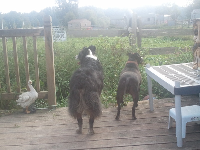 Darla with Cupid looking over the farm.