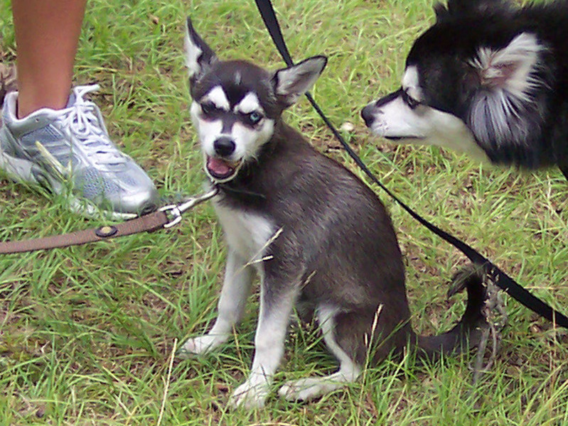 Sasha at approx 8 weeks
