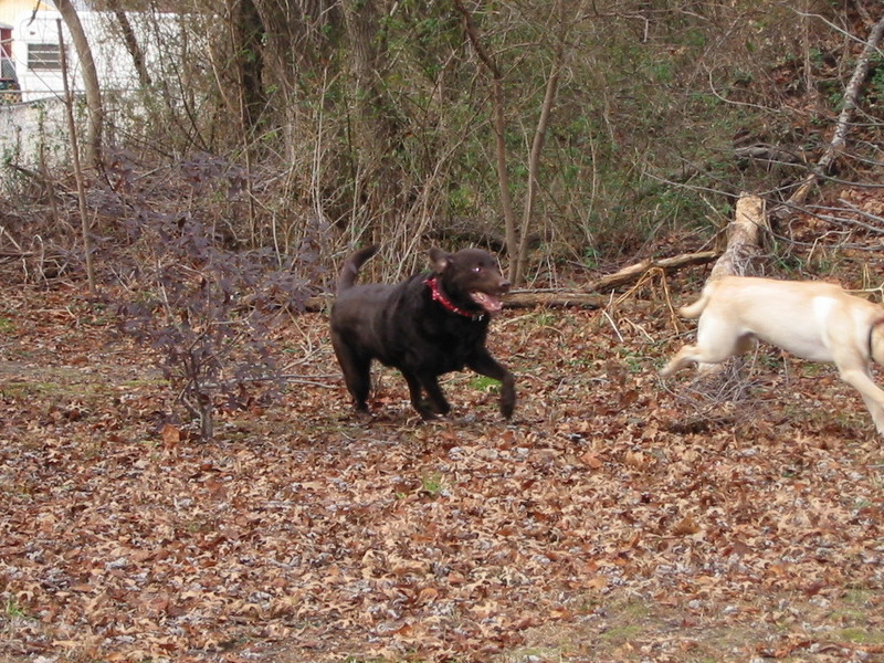 Chasing Baily. Go Cossie Go!