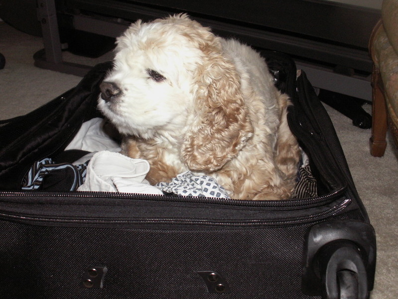 One of Bailey's favorite places, in the suitcase!