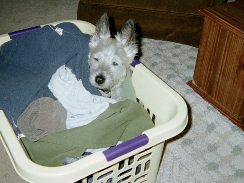 Nothing better than a warm basket of laundry!!