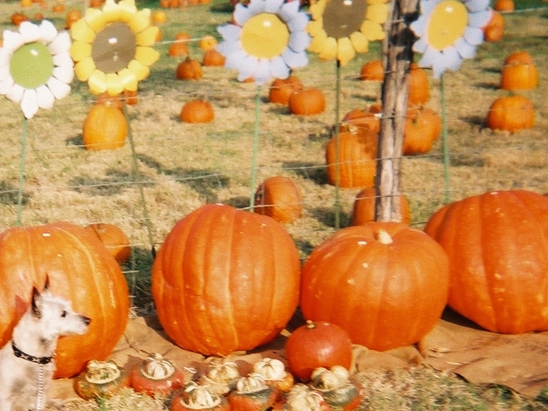 Pumpkin patch in Texas