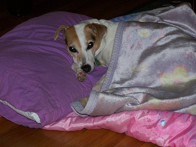 Bandit in Dawn's sleeping bag all comfy.