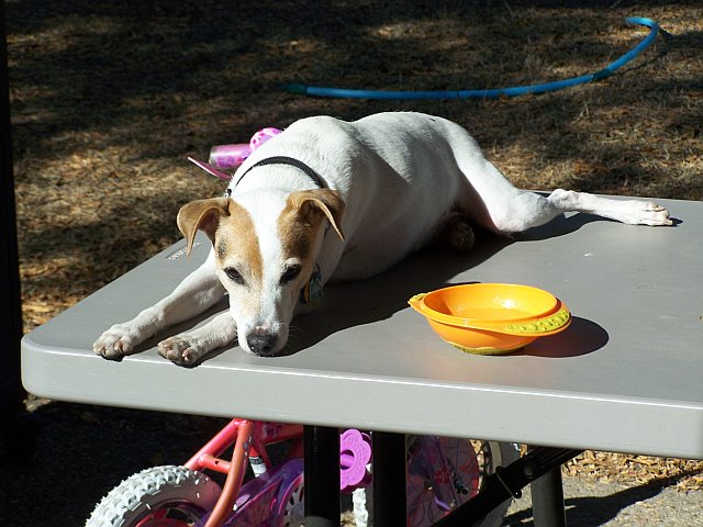 Bandit running the show from the picnic table.